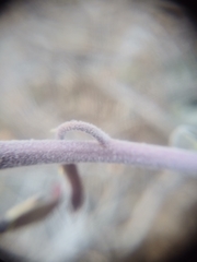 Boechera glaucovalvula