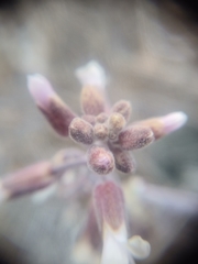 Boechera glaucovalvula