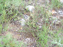 Fumana ericifolia