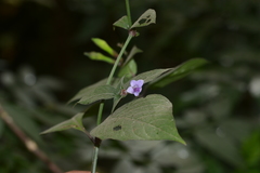 Asystasia dalzelliana