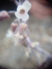 Boechera glaucovalvula