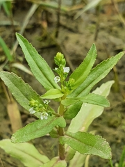 Veronica undulata