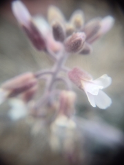 Boechera glaucovalvula