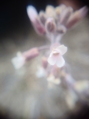 Boechera glaucovalvula