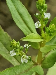 Veronica undulata