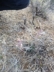 Boechera glaucovalvula