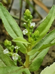 Veronica undulata