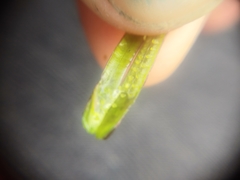 Boechera glaucovalvula