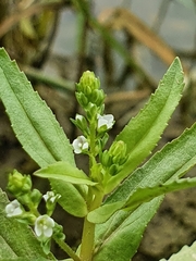 Veronica undulata