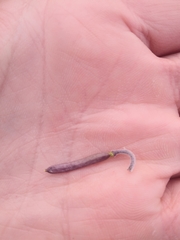 Boechera glaucovalvula