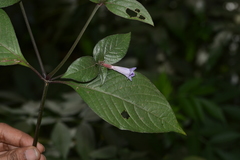 Asystasia dalzelliana
