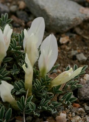 Astragalus brevifolius