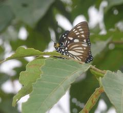 Euripus nyctelius