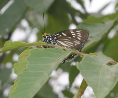 Euripus nyctelius