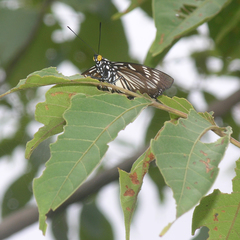 Euripus nyctelius