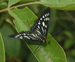 Euripus nyctelius