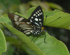 Euripus nyctelius
