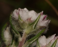 Phylica nervosa