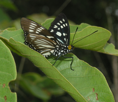 Euripus nyctelius