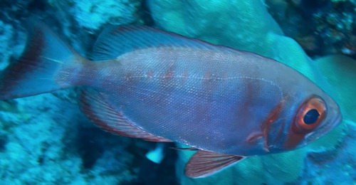 Priacanthus hamrur