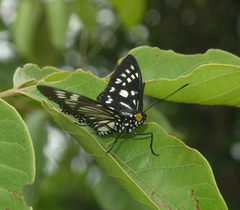 Euripus nyctelius