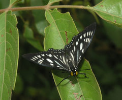 Euripus nyctelius