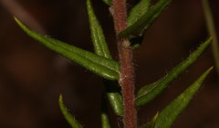 Phylica nervosa