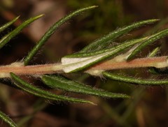 Phylica nervosa
