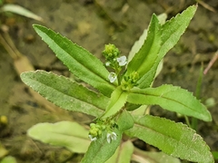 Veronica undulata