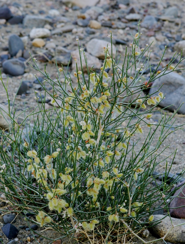 Calligonum mongolicum