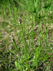 Eleocharis uniglumis