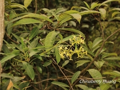 Anodendron affine