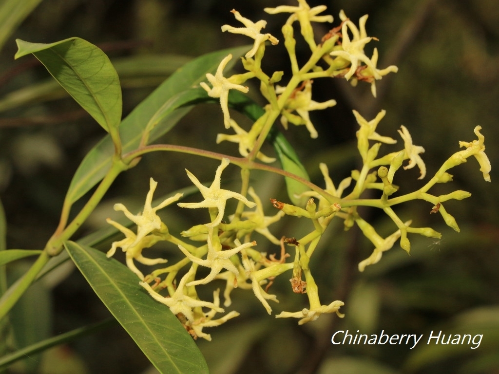 Anodendron affine (Anodendron affine)