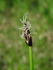 Eleocharis uniglumis