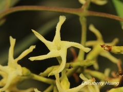 Anodendron affine