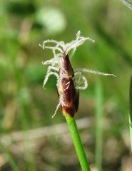 Eleocharis uniglumis