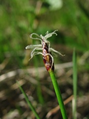 Eleocharis uniglumis