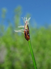 Eleocharis uniglumis