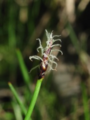 Eleocharis uniglumis