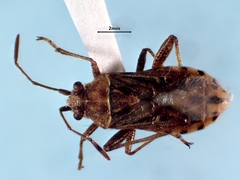 Stictopleurus punctiventris