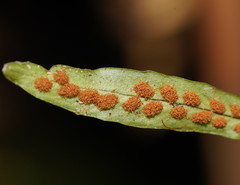 Notogrammitis angustifolia