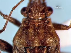 Stictopleurus punctiventris