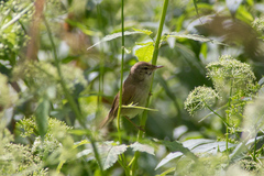 Acrocephalus