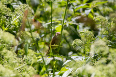 Acrocephalus