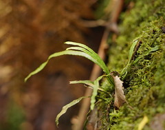 Notogrammitis angustifolia