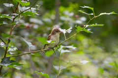 Acrocephalus