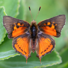 Axiocerses croesus
