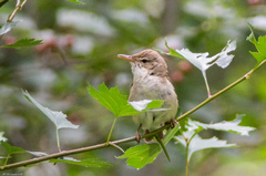 Acrocephalus