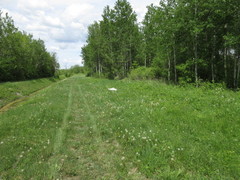 Stictopleurus punctiventris