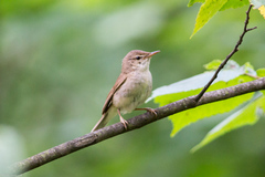 Acrocephalus
